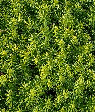 Surface of a hedge, Amherstburg, Ontario