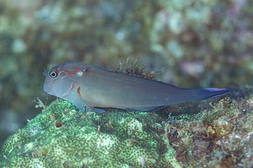 Large-banded blenny (Ophioblennius steindachneri), Cabo San Lucas, Baja California, Mexico